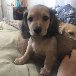 Dachshund Puppies from Western Slope English Cream Dachshund