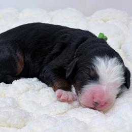 Pollen - Tri-color male Bernedoodle puppy in Fleming, Colorado from Vandenbark Doodles