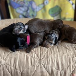 Dachshund puppies from Kingdom Mini Dashchunds