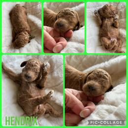 Hendrix - Red  male Poodle puppy in Mount Vernon, Illinois from AMC Poodles