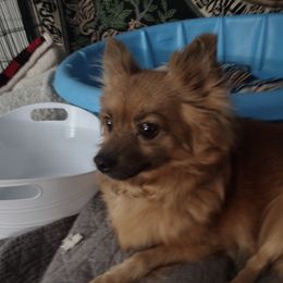 Lilly - Pomeranian