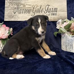 Astro - Tri-color male Border Collie puppy in Moody, Texas from Narrow Gate Farm