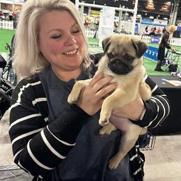 Pug Puppies from Triptych Kennels