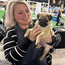 Pug Puppies from Triptych Kennels