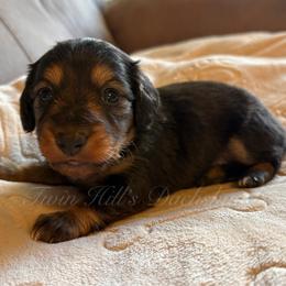 Elle - Black and tan female Dachshund puppy in Jonesboro, Illinois from Twin Hills Dachshunds