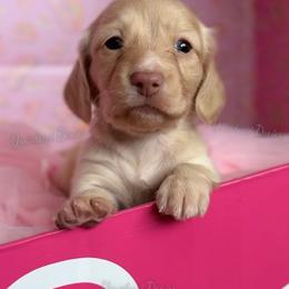 Pilot Barbie - Cream female Dachshund puppy in Chandler, Arizona from Vonaducci Doxies, LLC.