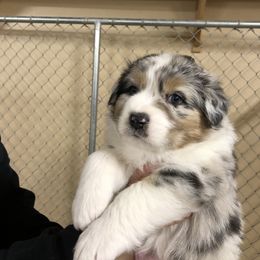 Australian Shepherd Puppies from Woodhaven Aussies