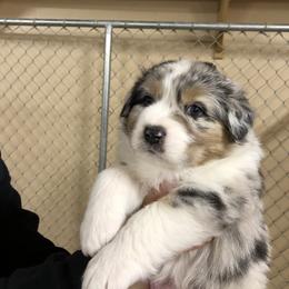 Australian Shepherd Puppies from Woodhaven Aussies