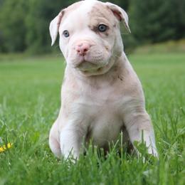 Boy 1 - male Alapaha Blue Blood Bulldog puppy in Grafton, Ohio from Eclipse Alapaha Kennels