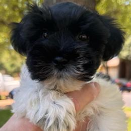 Black parti boy 2 - Parti male Miniature Schnauzer puppy in Pflugerville, Texas from K&K Precious Tx schnauzers