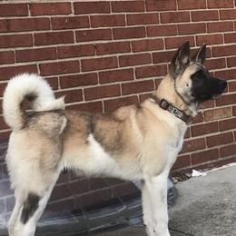 Akita from Duane's Akitas
