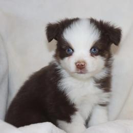 Blue-Eyed Red Tri Male - Red tri male Toy Australian Shepherd puppy in Leighton, Alabama from Isbell Land & Livestock, LLC