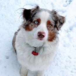Rosie - Australian Shepherd