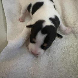 Q - Black and white male Teddy Roosevelt Terrier puppy in Twin Falls, Idaho from Margo Lauritsen