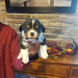 Rachel - Black and tan female Pembroke Welsh Corgi puppy in New Douglas, Illinois from Millerbaughs Country Corgis