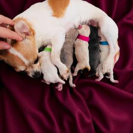 Chihuahua and Dachshund Puppies from Dachshund Family Love Breeders