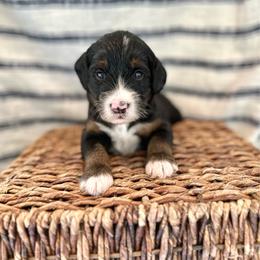 Astro - Tri-color male Bernedoodle puppy in Waco, Texas from Blessings Pups Doodles