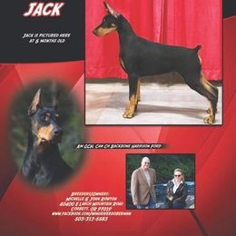 Doberman Pinscher Puppies from Wind River Dobermans