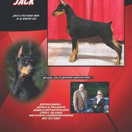 Doberman Pinscher Puppies from Wind River Dobermans