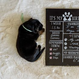 German Shepherd Puppies from Platz German Shepherds