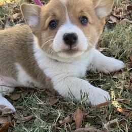 Hazel - Red and white female American Corgi puppy in Lubbock, Texas from Ace High Corgis
