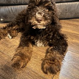 Bernedoodle Puppies from Over the Moon Poodles and Doodles