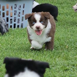 Garnet - Red & white female Miniature Australian Shepherd puppy in Owensboro, Kentucky from JnT's Bluegrass Mini Aussies