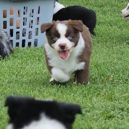 Garnet - Red & white female Miniature Australian Shepherd puppy in Owensboro, Kentucky from JnT's Bluegrass Mini Aussies