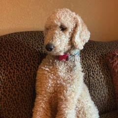 Goldendoodles from Lazy Acres Doodles