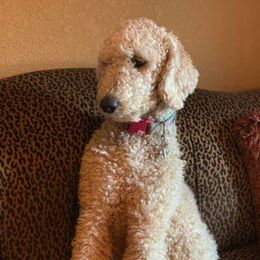 Goldendoodles from Lazy Acres Doodles