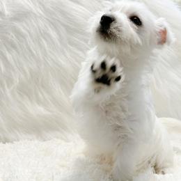 Mazie - White female West Highland White Terrier puppy in Bowling Green, Kentucky from Tiffany's Papillons
