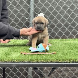 Girl 5 - Gray and fawn female Cane Corso puppy in Pollock Pines, California from Capitol City Cane Corso