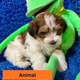 Animal - Red brindle male Havanese puppy in Provo, Utah from New Canyon Havanese & Coton Puppies