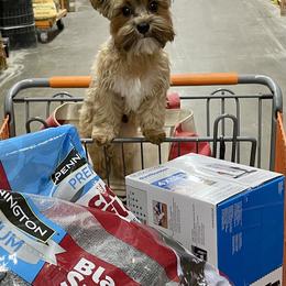 Yorkshire Terrier Puppies from For The Love of Yorkies Texas