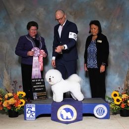 Bichon Frises from Knudsen Bichon Frise
