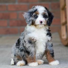 Skye - Blue merle female Bernedoodle puppy in Dundee, Ohio from Down Home Doodle