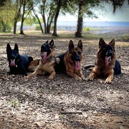 German Shepherds from The Good Shepherds