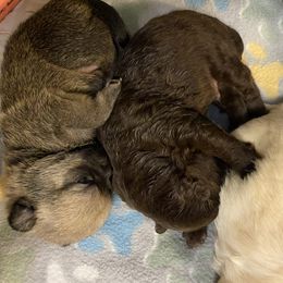 Pomeranian Puppies from Nikki’s Poms