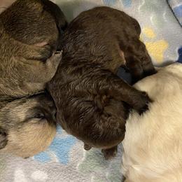 Pomeranian Puppies from Nikki’s Poms