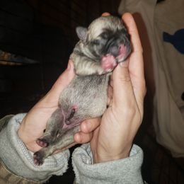 Boy 3 - Fawn male Pug puppy in Gadsden, Alabama from Carla's Pugs