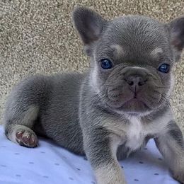 French Bulldogs from Fabulous Frenchies