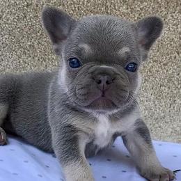 French Bulldogs from Fabulous Frenchies
