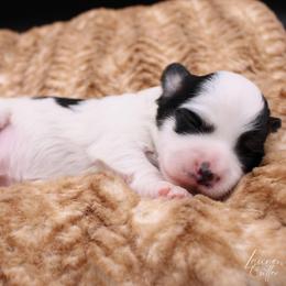George Knightley - Black and white male Havanese puppy in Hendersonville, North Carolina from Grayfinn House