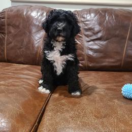 Maggie - Black and white female Portuguese Water Dog puppy in Atmore, Alabama from Gulf Coast Puppies