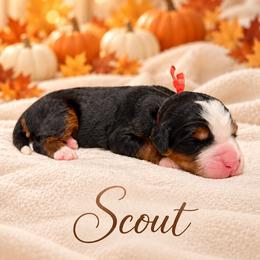 Scout - Tri-color male Bernedoodle puppy in Idaho from Bernese By Barzees