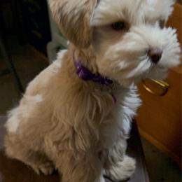 LahDiDah - Miniature Schnauzer