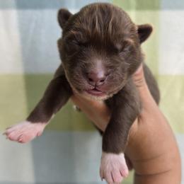 Green collar red girl - Red and white female Siberian Husky puppy in Terre Haute, Indiana from April's Huskies