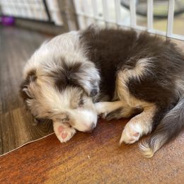Miniature Australian Shepherd Puppies from Integrity Aussies Tx