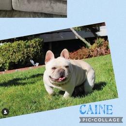 Caine - French Bulldog
