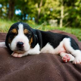 Blue boy - Tri-colored male Treeing Walker Coonhound puppy in Lovelady, Texas from 3 Color Kennel